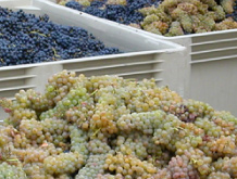 Cabot Vineyards from the Klamath River of Humboldt County