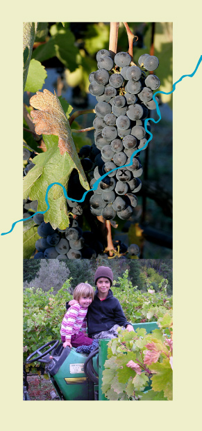 Cabot Vineyards from the Klamath River of Humboldt County