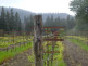 Cabot Vineyards from the Klamath River of Humboldt County