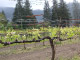 Cabot Vineyards from the Klamath River of Humboldt County