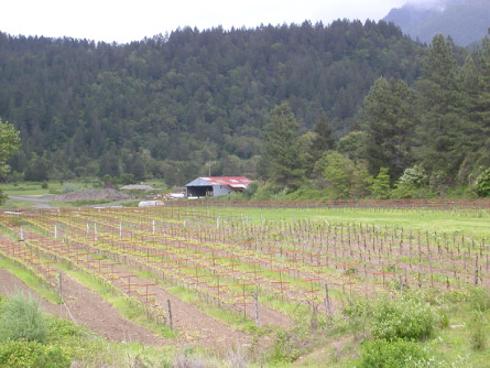 Cabot Vineyards from the Klamath River of Humboldt County
