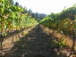 Cabot Vineyards from the Klamath River of Humboldt County