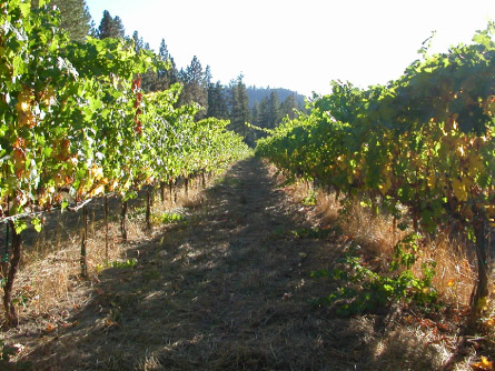 Cabot Vineyards from the Klamath River of Humboldt County