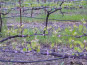 Cabot Vineyards from the Klamath River of Humboldt County