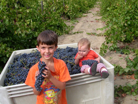 Cabot Vineyards from the Klamath River of Humboldt County