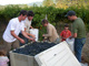 Cabot Vineyards from the Klamath River of Humboldt County
