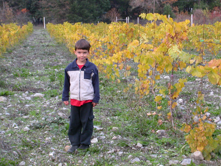 Cabot Vineyards from the Klamath River of Humboldt County