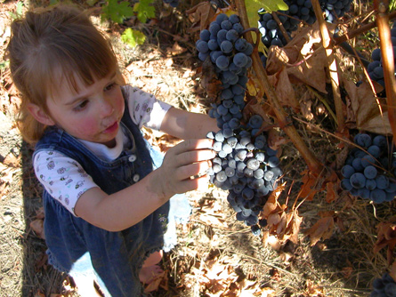 Cabot Vineyards from the Klamath River of Humboldt County
