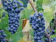 Cabot Vineyards from the Klamath River of Humboldt County