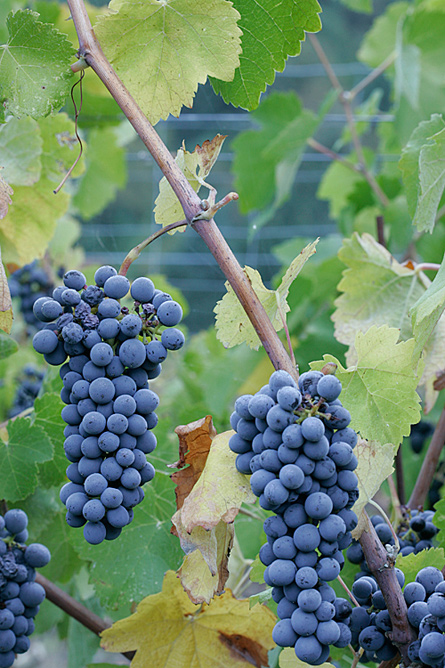 Cabot Vineyards from the Klamath River of Humboldt County