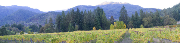 Cabot Vineyards Organic Winery